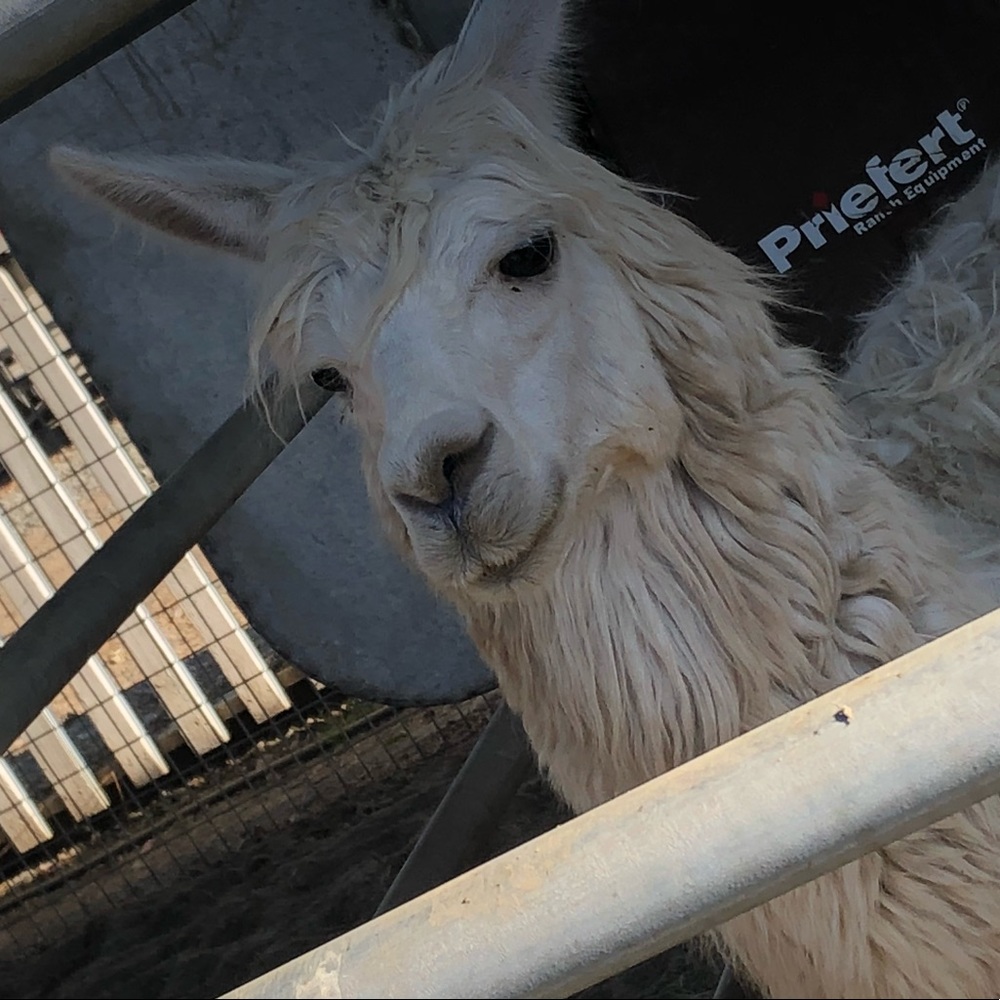 Meet your Posher, Michelle